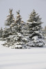 Snow Covered Evergreen Trees; Calgary, Alberta, Canada PosterPrint - Item # VARDPI1895287