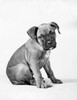 Boxer puppy sitting Poster Print - Item # VARSAL25532105B
