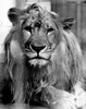 Lion Poster Print