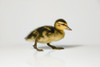 Duckling Walking PosterPrint - Item # VARDPI1826543