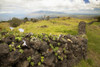 Hawaii, Maui, Kula, A stone wall lines a country road. PosterPrint - Item # VARDPI2116476
