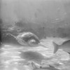 USA  Florida  Marineland  Underwater scene Poster Print - Item # VARSAL255421451