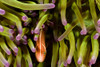 Clown Anemonefish (Amphiprion Percula) Hiding In Anemone; Indonesia PosterPrint - Item # VARDPI1973692