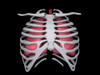 Conceptual image of human lungs and rib cage Poster Print - Item # VARPSTSTK700680H