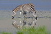 Two zebras drinking water from a lake  Ngorongoro Conservation Area  Arusha Region  Tanzania (Equus burchelli chapmani) Poster Print by Panoramic Images (16 x 11) - Item # PPI95728