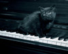 Black kitten resting on piano Poster Print - Item # VARSAL255417326