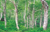 Lush Forest Poster Print by Panoramic Images (36 x 24) - Item # PPI137041