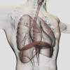 Three dimensional view of the male respiratory system, close-up Poster Print - Item # VARPSTSTK700379H