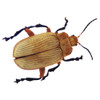Henry Lin; Beetle PosterPrint - Item # VARDPI2010054