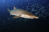 Sand Tiger Shark off the coast of North Carolina Poster Print - Item # VARPSTKWD400052U