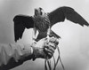 Falcon perching on a person's hand Poster Print - Item # VARSAL25530313