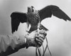 Falcon perching on a person's hand Poster Print - Item # VARSAL25530313