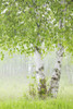 Birch trees in fog;Thunder bay ontario canada PosterPrint - Item # VARDPI2183268