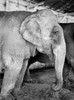 USA  Florida  Sarasota  Jungle Gardens  Elephant at winter quarters of Ringling Brothers Poster Print - Item # VARSAL255423239