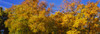 http://c328301.r1.cf1.rackcdn.com/PPI145668S.jpg