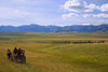Cowboys And Wagon On A Cattle Drive PosterPrint - Item # VARDPI1778391