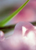 http://c328301.r1.cf1.rackcdn.com/PPI136841.jpg