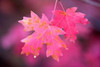 Autumn Color Maple Tree Leaves Poster Print by Panoramic Images (18 x 12) - Item # PPI100049