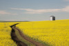 Flowering Canola With Grain Bins In The Background And Tractor Tracks In The Field; Alberta, Canada PosterPrint - Item # VARDPI2000544