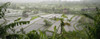 Rice Terrace, Bali, Indonesia PosterPrint - Item # VARDPI1853039