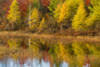 Reflection of trees in a pond, Alger County, Upper Peninsula, Michigan, USA Poster Print - Item # VARPPI169275