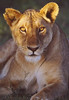 Lioness Tanzania Africa Poster Print by Panoramic Images (17 x 24) - Item # PPI84112 Lioness Tanzania Africa Poster Print by Panoramic Images (17 x 24) - Item # PPI84112