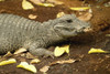 A miniature crocodile at the Calgary Zoo; Calgary, Alberta, Canada PosterPrint - Item # VARDPI12257207