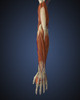 Human arm with bone, muscles and nerves Poster Print - Item # VARPSTSTK701086H