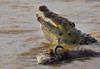 Nile crocodile with a dead wildebeest in a river  Masai Mara National Reserve  Kenya (Crocodylus niloticus) Poster Print by Panoramic Images (16 x 12) - Item # PPI95925