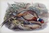 Chinese Ring-necked Pheasant John Gould Lithograph Poster Print - Item # VARSAL900139698