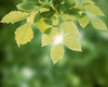 Selective focus close up of green leaves hanging from tree Poster Print by Panoramic Images (24 x 20) - Item # PPI117909