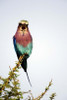 Lilac-Breasted Roller (Coracias caudatus) bird perching on a branch  Tarangire National Park  Tanzania Poster Print by Panoramic Images (16 x 24) - Item # PPI119547