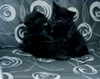 Two black kittens playing on sofa Poster Print - Item # VARSAL255417328