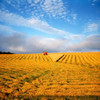 Combine Harvesting, Wheat, Ireland PosterPrint - Item # VARDPI1813639