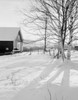 USA  birch trees and shadows with barn Poster Print - Item # VARSAL255424065