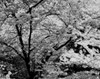 Cherry blossoms Poster Print - Item # VARSAL255421755