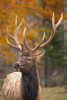 Large Elk In Jasper National Park Alberta Canada PosterPrint - Item # VARDPI1776629