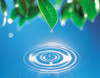 Green leaves dripping water into perfect circles below Poster Print by Panoramic Images (16 x 13) - Item # PPI118207