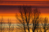 Silhouetted tree branches with dramatically colourful clouds at sunrise; Calgary, Alberta, Canada PosterPrint - Item # VARDPI12272861