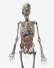 Human skeletal system with organs of the digestive system visible Poster Print - Item # VARPSTSTK701135H