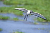 Sacred ibis (Threskiornis aethiopicus) in flight  Ngorongoro Crater  Ngorongoro  Tanzania Poster Print by Panoramic Images (16 x 11) - Item # PPI119286