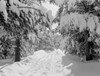 USA  Colorado  Snow banked trail through Lodge Pole Pines in Tennessee Pass Poster Print - Item # VARSAL255418799