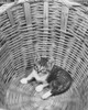 Kitten in the bottom of a basket Poster Print - Item # VARSAL25529839