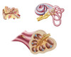 Anatomy of the cochlear duct in the human ear Poster Print - Item # VARPSTSTK700914H