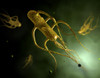 Conceptual image of salmonella typhi causing typhoid Poster Print - Item # VARPSTSTK700726H