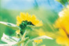 Soft focus of yellow flower  blurred motion Poster Print by Panoramic Images (36 x 24) - Item # PPI136840