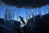 Antarctica, Petermann Island, Gentoo Penguin (Pygoscelis papua) leaping across rocks beneath wall of icicles along shoreline at sunset PosterPrint - Item # VARDPI2429438