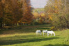 White Horses In An Autumn Landscape, Bromont, Quebec PosterPrint - Item # VARDPI2027956