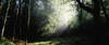 Killarney National Park, Co Kerry, Ireland PosterPrint