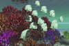 A school of butterflyfish swim over colorful coral Poster Print - Item # VARPSTCFR300015U